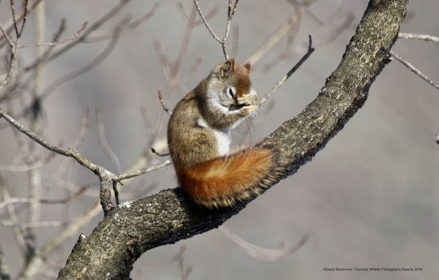 © Diane Marshman / Comedy Wildlife Photo Awards 2019