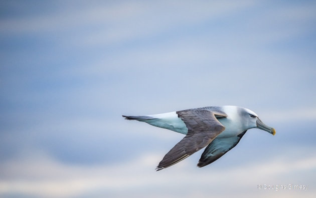 © Douglas Gimesy - Animal Portrait Category Winner - Australian Geographic Nature Photographer of the Year 2021