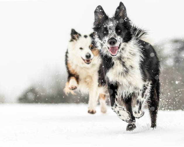 Special Mention Dogs at Play category, Louise Farrell, UK