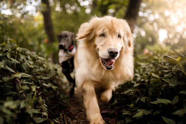 Special Mention Rescue Dogs charity category, Rodrigo Capuski, Brazil