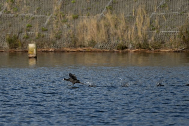 Sony A1, Tamron 150-500mm f5-6/7 lens @ 500mm. 1/2000s @ f6.7, ISO 400.