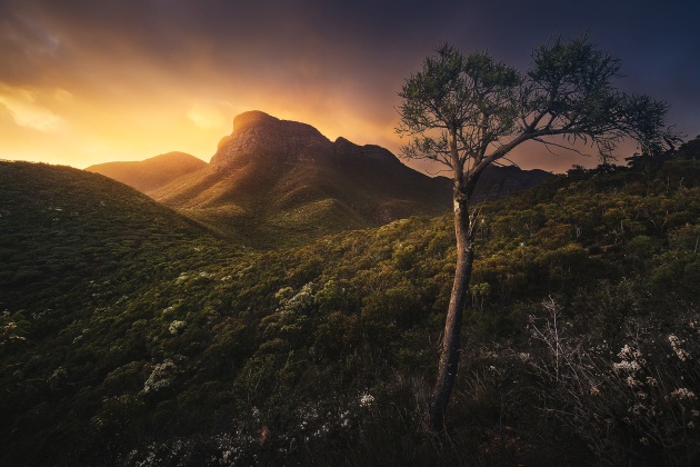 My initial plan this morning had been to find some wild flowers to use as an anchoring foreground point with Bluff Knoll centered in the background. I did find that, but not quite to the look I was after. This tree instead caught my attention as a balancing element to the frame and to add foreground interest. Sony A7R Mark II, FE 16-35mm F4 ZA OSS lens. 1/640s @ f8, ISO 500.