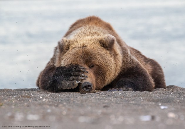 © Eric Fisher / Comedy Wildlife Photo Awards 2019