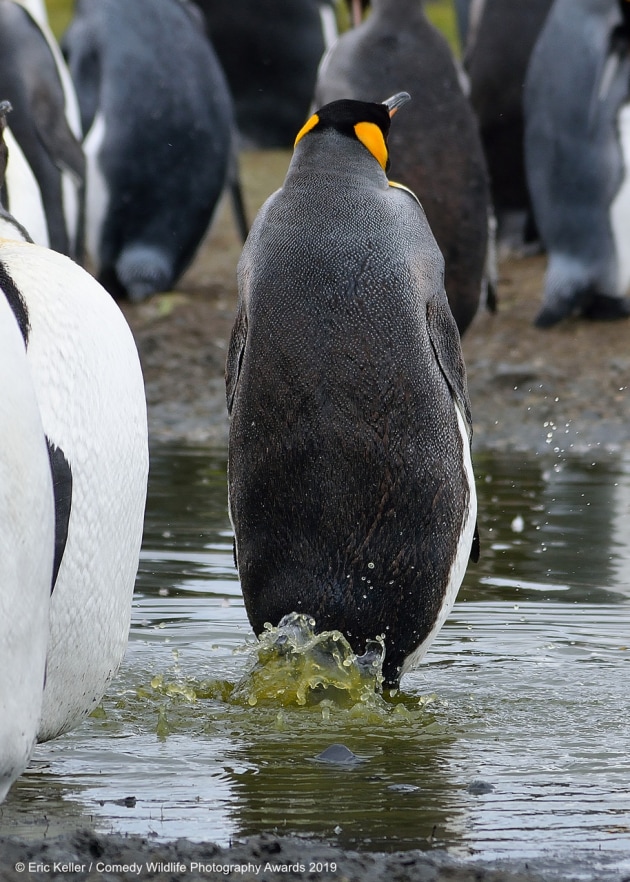 © Eric Keller / Comedy Wildlife Photo Awards 2019