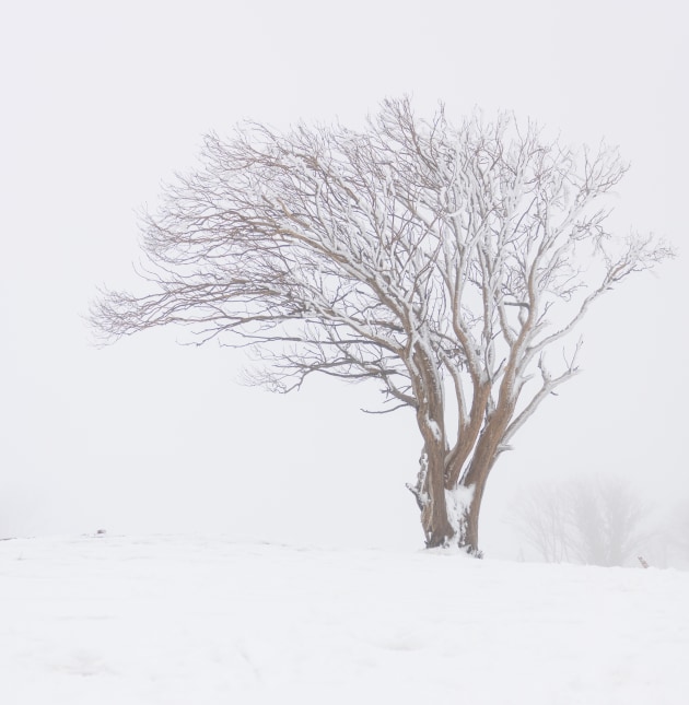 Erika Smart, Lone Tree
