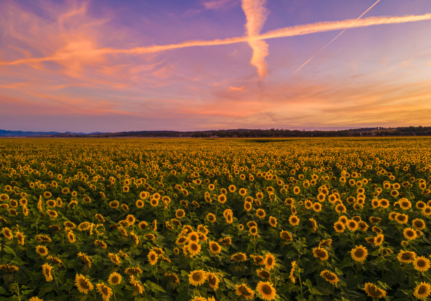 © Erika Smart - Sunflower Sunset - Highly Commended