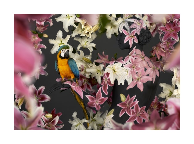 Flights of Fancy © Emma Hack Wotan