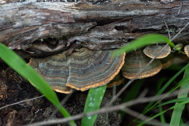 flooding-creek-fungi-0985.jpg