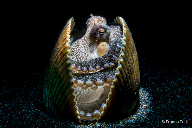 © Franco Tulli - Animal Behaviour Category Runner-Up - Australian Geographic Nature Photographer of the Year 2021