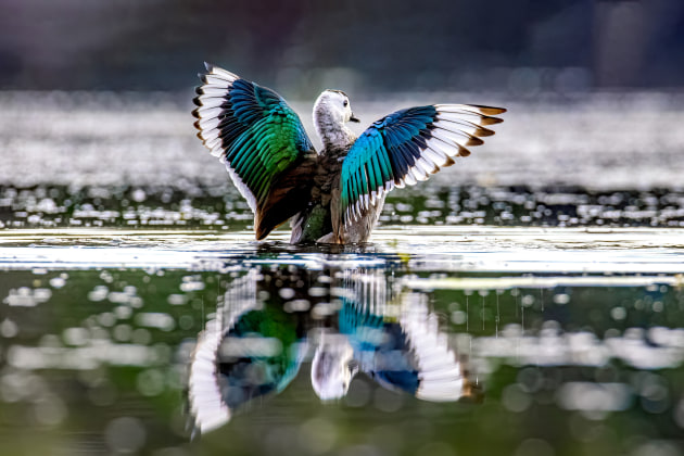 Frank Oostenbroek, Cotton Pygmy Goose