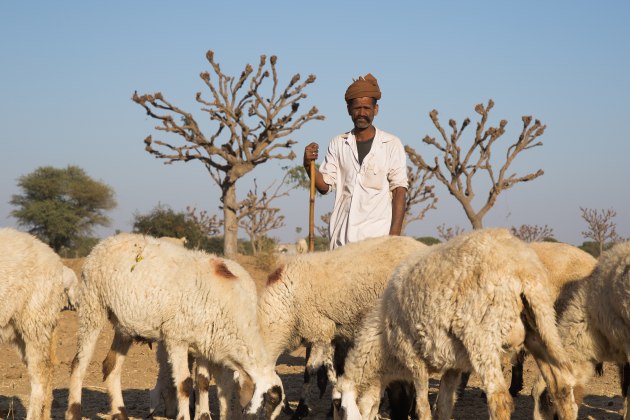 A portrait of a man herding goats in the countryside outside of Jodhpur, India. The sun was behind me which cast a flat light across the subject, causing him to squint. This type of front lighting is best for documentary images like this. Canon 6D, Canon 24-105mm f/4 lens @ 73mm, 1/400s @ f7.1, ISO 100. Cloned dust spots from sky, adjusted white balance and curves in Adobe Lightroom CC.