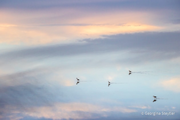 © Georgina Steytler - Animal Habitat Category Runner-Up - Australian Geographic Nature Photographer of the Year 2021