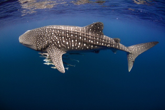 Whale shark