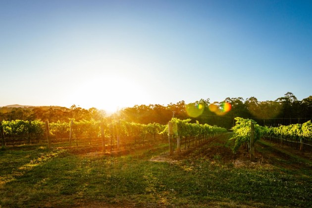 The federal government has announced an additional $10 million in funding support for Australia’s wine and cider industry, through the Wine Tourism and Cellar Door Grants program, which is now on its seventh round.
Source: Getty Images