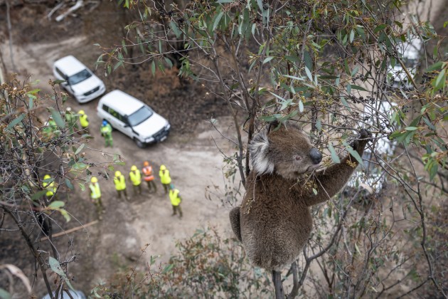 A Koala’s Eye View, Gelantipy, Australia, Doug Gimesy | Brighton, Australia