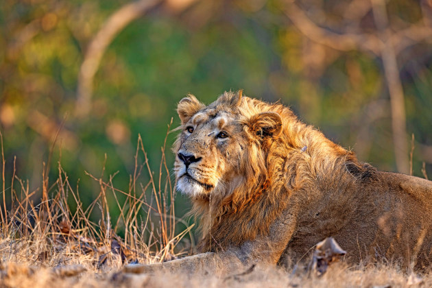 Image: Rakesh Arora Photography Safaris