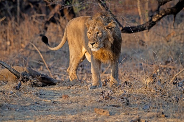 Image: Rakesh Arora Photography Safaris