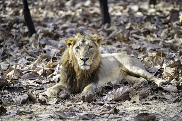 Image: Rakesh Arora Photography Safaris