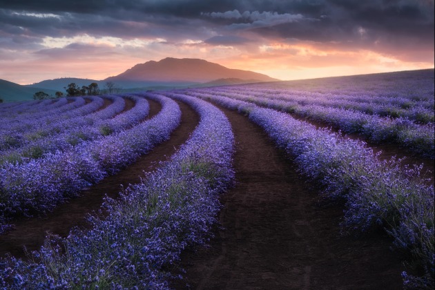 © Glen Sinclair - 'Lavender Lines' - People's Choice Winner