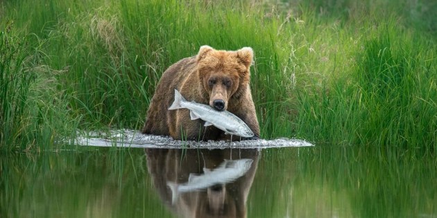 The Perfect Catch. © Hannah Vijayan, Wildlife Photographer of the Year.