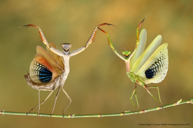 © Hasan Baglar / Comedy Wildlife Photo Awards 2019