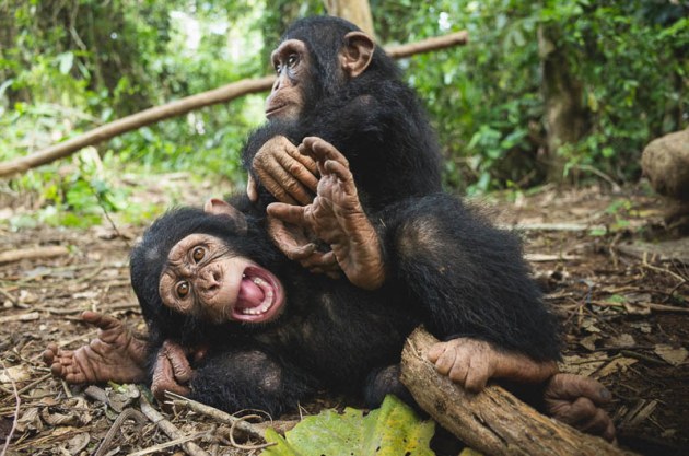 © Ian Bickerstaff. Chimpanzees can display very flexible facial expressions, and here Little Larry shows an open-mouthed 'play face' whilst he and Daphne wrestle in the forest.