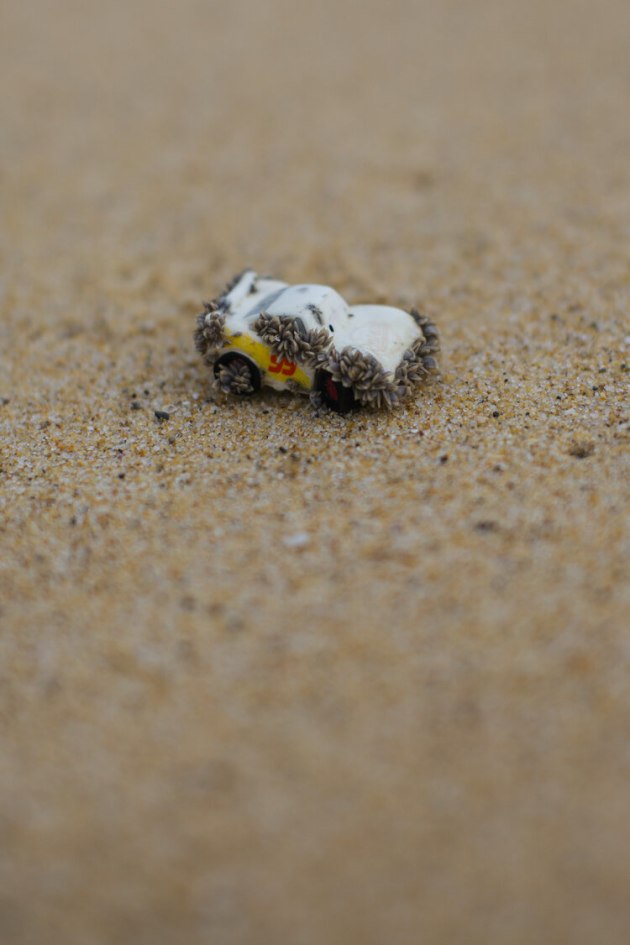 © Hilary Wardhaugh - Mussel encrusted plastic toy car from Cars movies merchandise, on beach at Potato Point NSW 2021