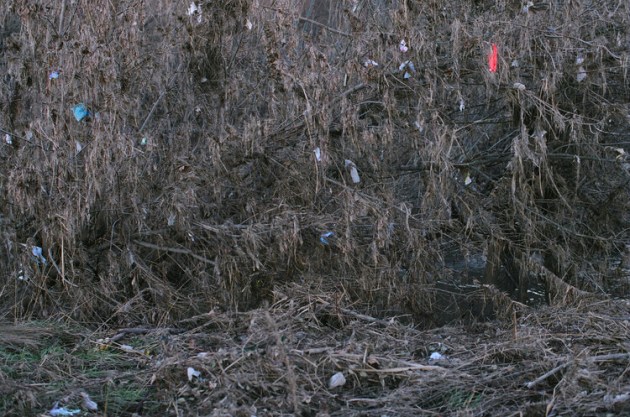 © Hilary Wardhaugh - Single use plastic bags in trees after 2010 flood in Queanbeyan River NSW