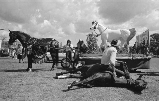 Horses by Graham Burstow