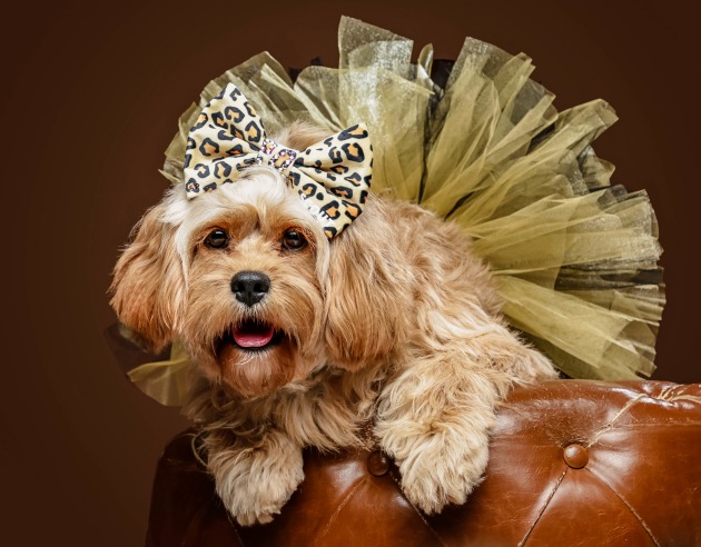 © Swanky Paws / Studio1000 Australia Photobook