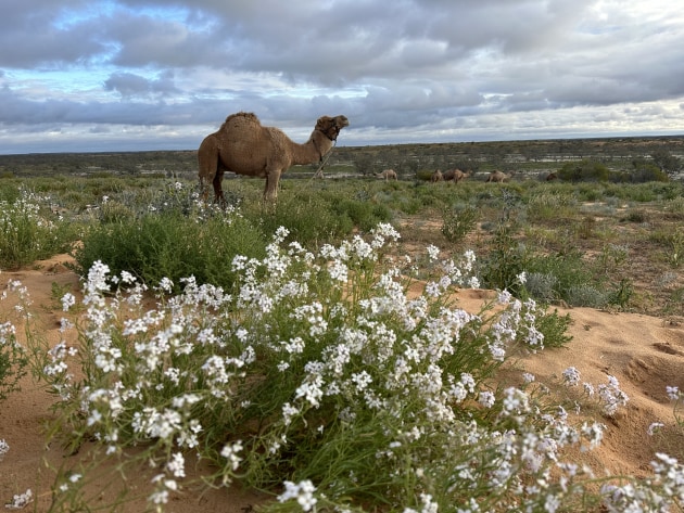 Expect to see a wide variety of flora on a camel trek.