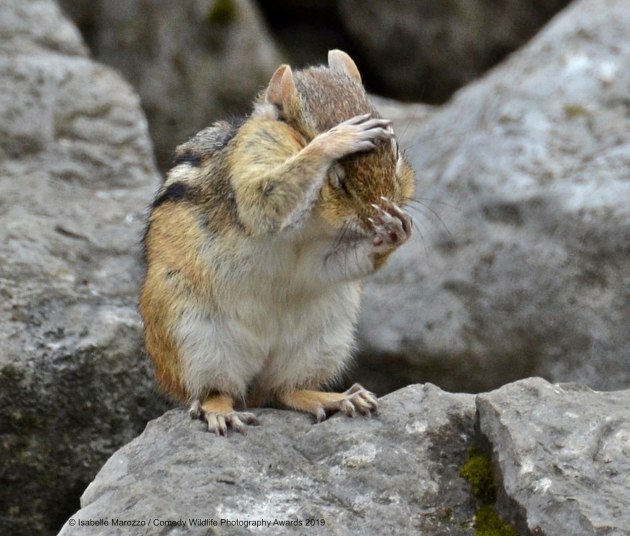 © Isabelle Marozzo Comedy Wildlife Photo Awards 2019