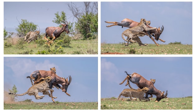 Animal and Nature category winner, Ivan Glaser, The hunt.