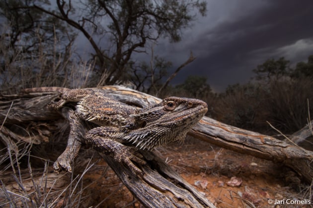 © Jari Cornelis - Animal Habitat Category - Winner