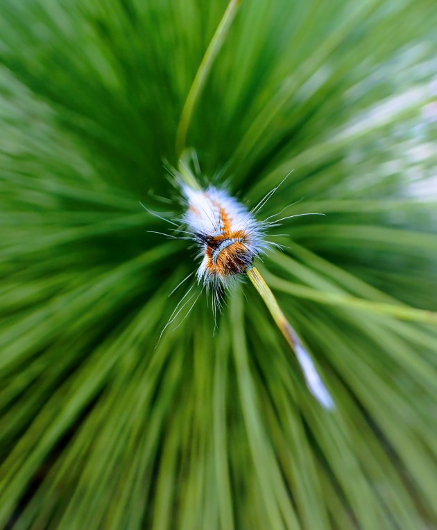 Jennifer Smith, Crawling on a grass edge