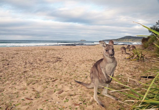 Kangaroos at Pebby Beach. Photo: M Jarman