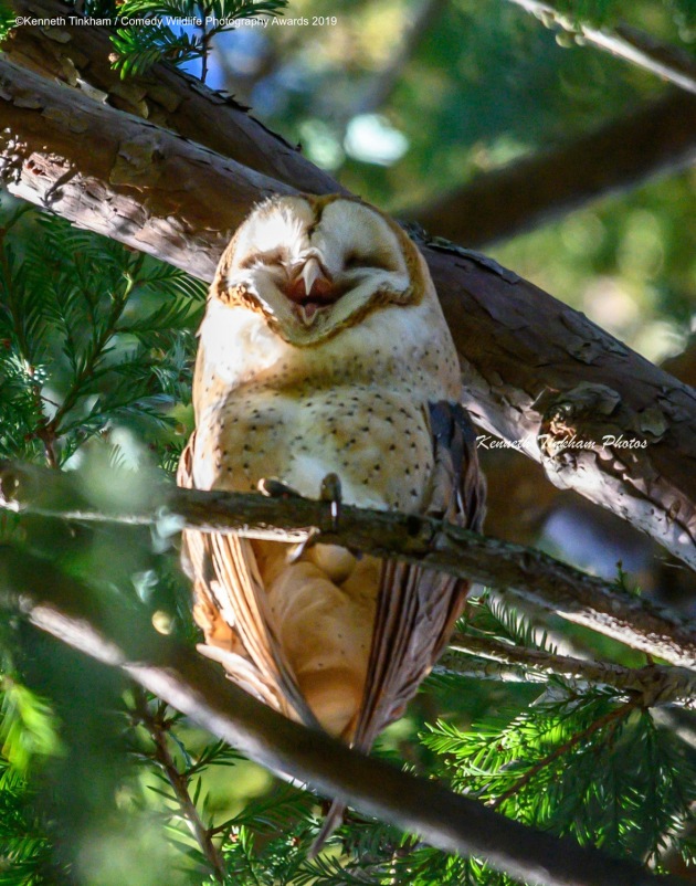 © Kenneth Tinkham / Comedy Wildlife Photo Awards 2019