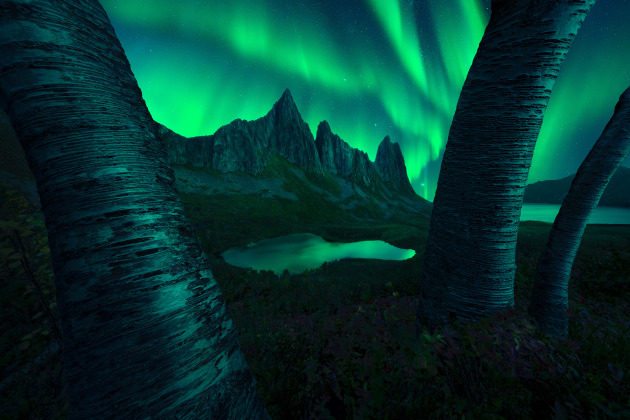 Kongen ? Filip Hrebenda.
The photograph captures a remote location on the Senja Peninsula in northern Norway. 
In the foreground, birch trees beautifully reflect the colours of the dancing aurora in the sky.
Taken with a Sony Alpha 7R V camera, 12 mm f/2.8 (with focus stacking for foreground), ISO 4,000, 2-second exposure.
Location: Stavelitippen, Fjordg?rd, Norway, 12 September 2024.