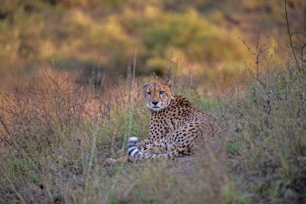 Image: RAPSafaris