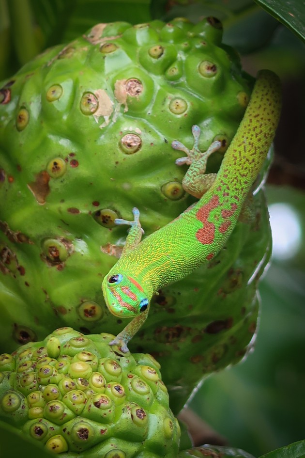 Lily Bernau, The Gecko