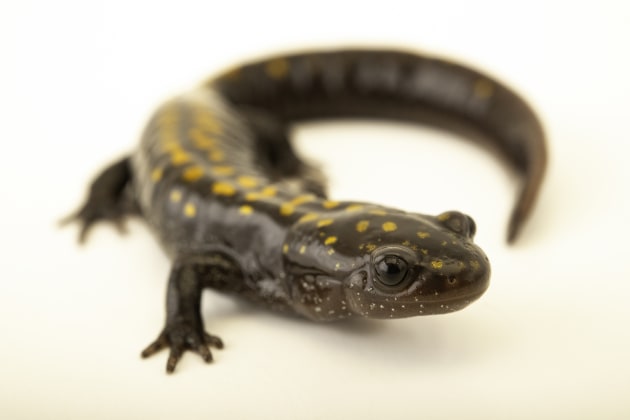An adult Santa Cruz long-toed salamander. Image: Joel Sartore/National Geographic Photo Ark.