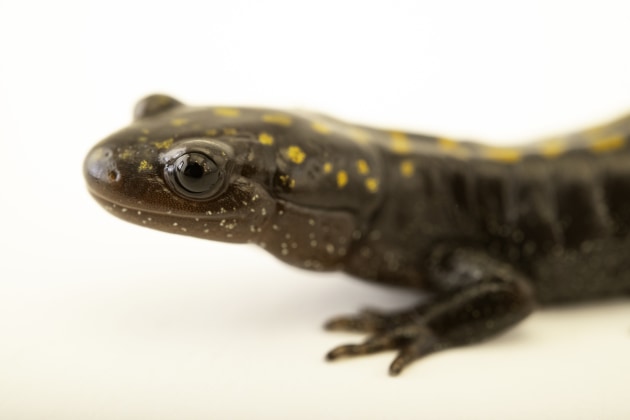 An adult Santa Cruz long-toed salamander. Image: Joel Sartore/National Geographic Photo Ark.