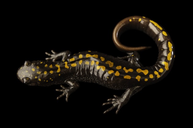 An adult Santa Cruz long-toed salamander. Image: Joel Sartore/National Geographic Photo Ark.