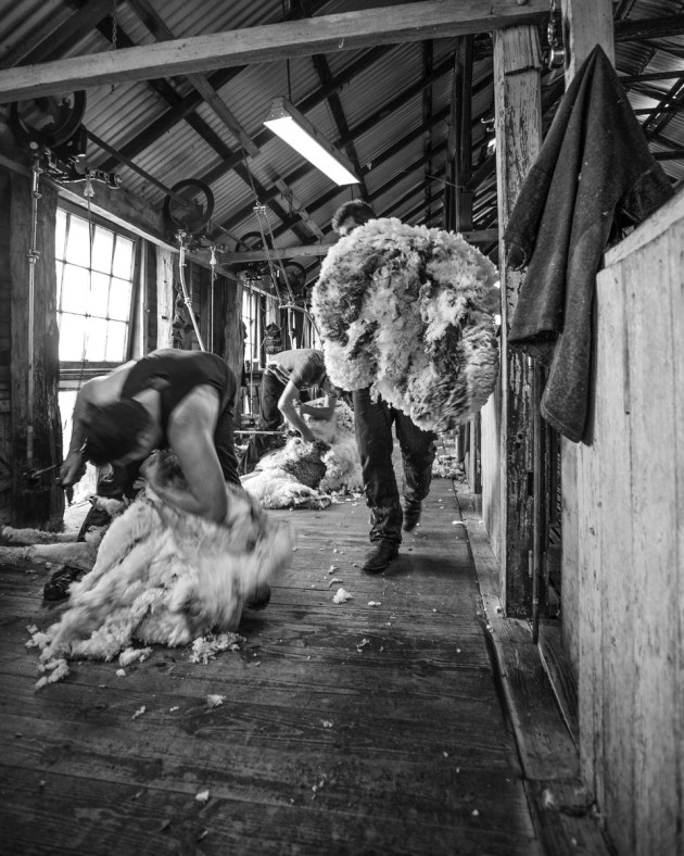 Mardi Harrison, Shearing