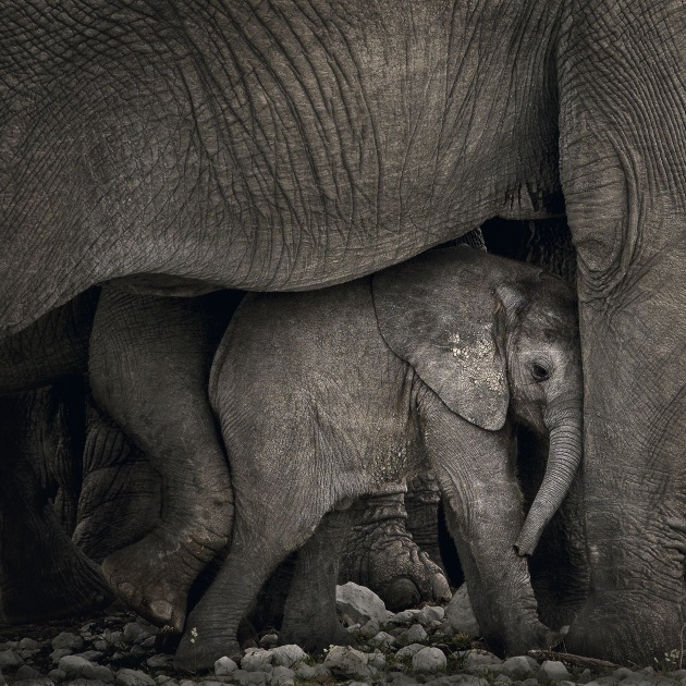 © Marina Cano. Infant elephant and herd in Etosha National Park, Namibia.