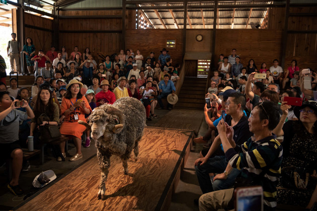 Matthew Abbott, Sheep shearing parade