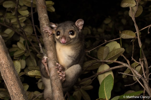 © Matthew Clancy - Animal Portrait Category - Runner-Up