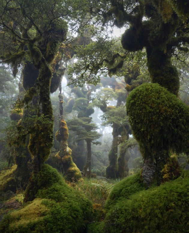'Creatures in the Shadows'. Ben's finalist photo from last year.