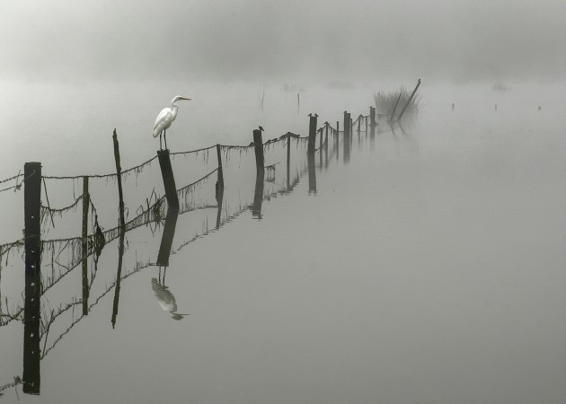 Meg Nurse, Bird on a fence.