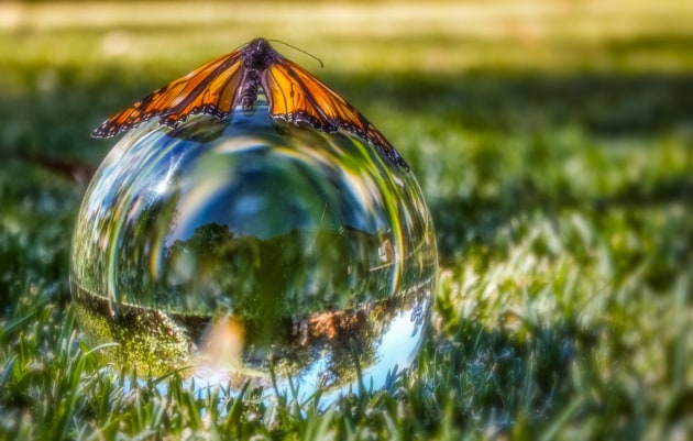 © Melinda Harvey - 'Balance of Nature' - People's Choice Winner